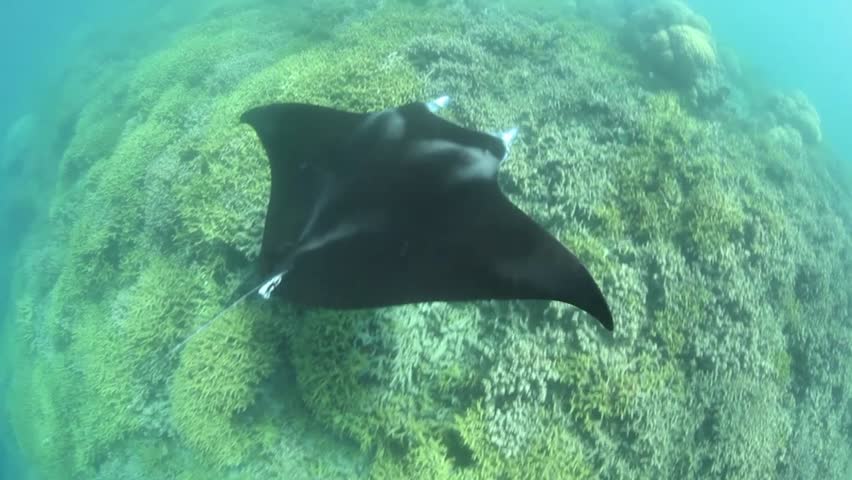 A Manta ray (Manta alfredi) swims slowly over a shallow coral reef in Yap,