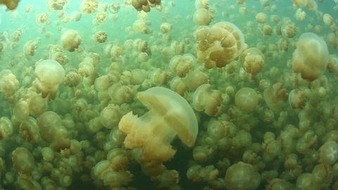 Millions of endemic golden jellyfish (Mastigias papua etpisonii) pulsate in an isolated marine lake in Palau, MIcronesia.  Palau has five marine lakes, each with its own subspecies of jellyfish.