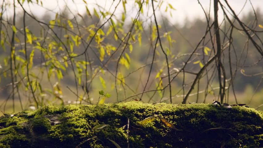 A Hand Reaching Out from the Mossy Ground in a Dark Forest