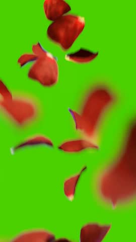 Close Up Rose petals falling on green screen background. Rose petals flying in the air animated Chroma key. Valentine's day background concept.