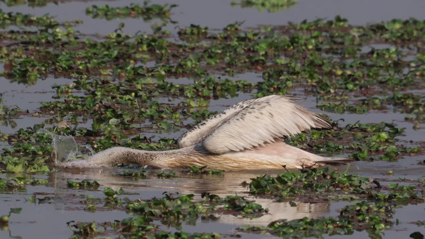 Video of Spot Billed Pelican