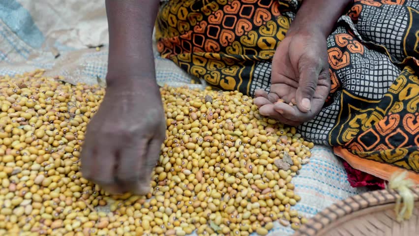 Hands of an African woman separating the good maize grains
