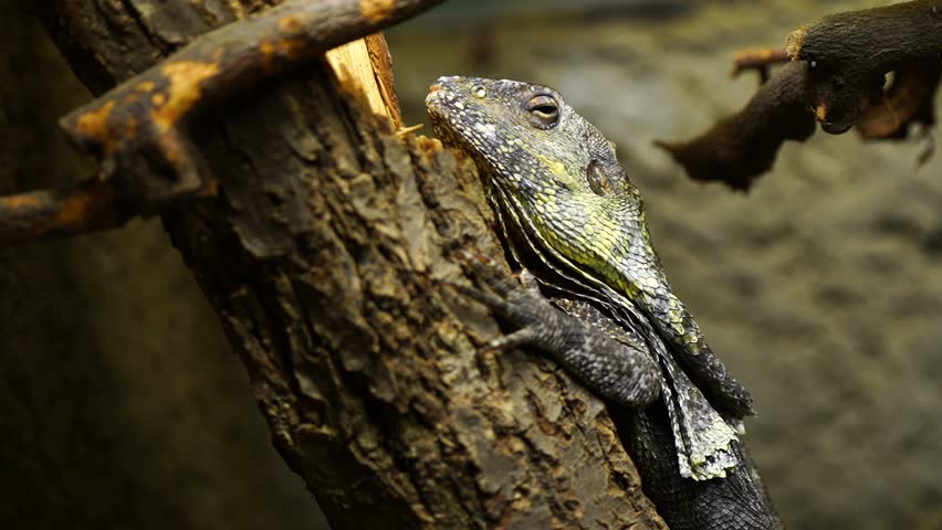 Video of Frilled lizard in terrarium Video
