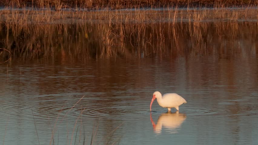 Lovely slow motion shot of a white ibis searching for food in an estuary on the east coast of Florida during the golden hour.  Watch as the ibis works its head back and forth feeling for aquatic food.