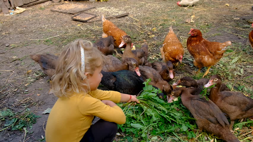 Child feeding grass to ducks and chickens on a farm. Selective focus.