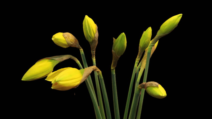 Daffodils blooming.