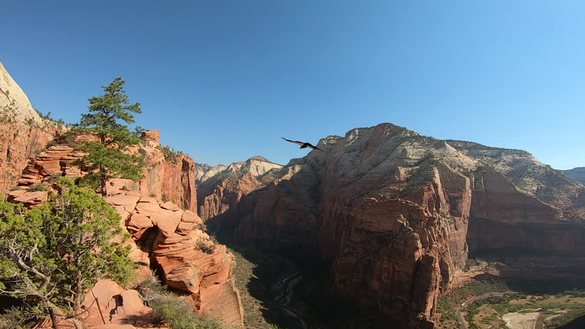 Close-up footage of California Condors soaring above Zion National Park