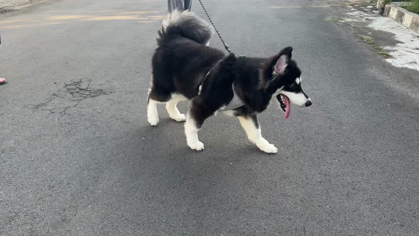 4k footage of alaskan malamute dog taking a stroll or walk with its owner. Alaskan malamute strolling around streets and looking around. Cute, smiling, and tongue sticking out.