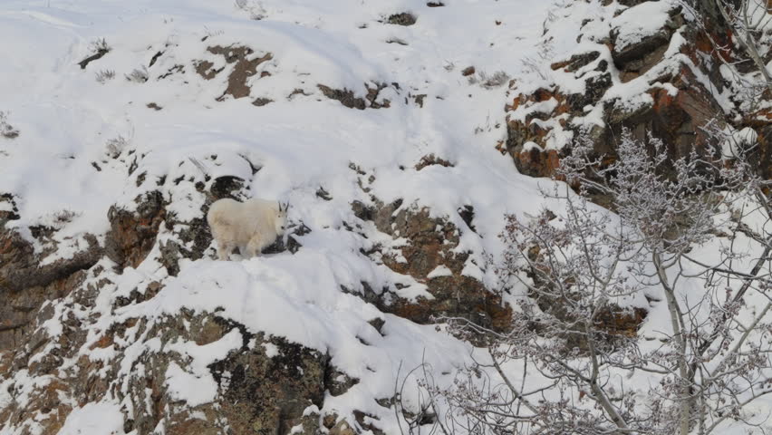 A resilient mountain goat with white fur and large horns rests on a snow-caked rocky hillside in Yukon. This candid winter scene reveals the quiet strength of North American wildlife.