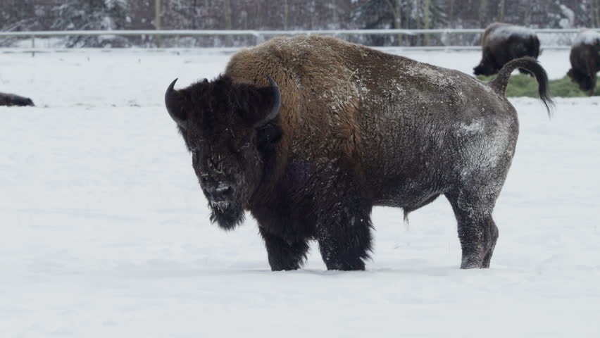 Portrait Of A Bison Standing On Snowy Field In Whitehorse, Yukon, Canada