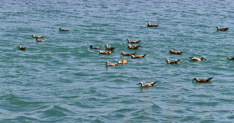 Ruddy Shell Ducks swimming and fishing on the river in Lhasa,Tibet, China