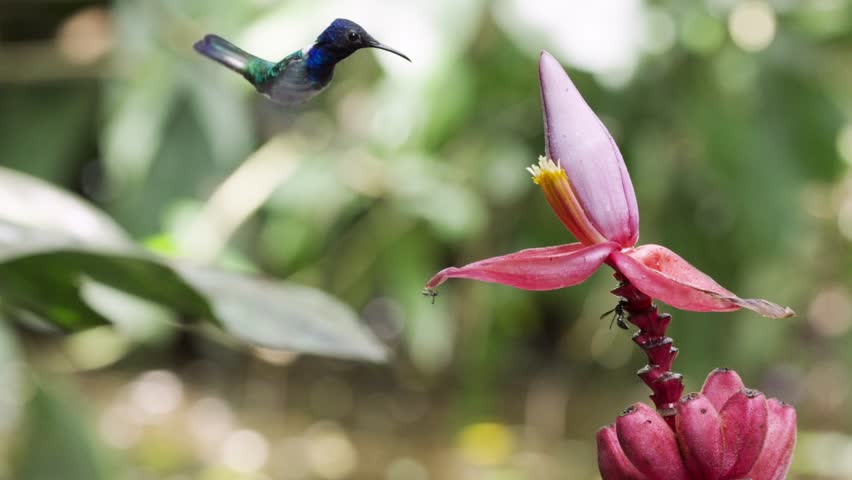 Iridescent hummingbird hovers gracefully near pink banana flower, capturing intimate moment of nectar feeding against blurred tropical foliage. Slow motion extreme closeup.