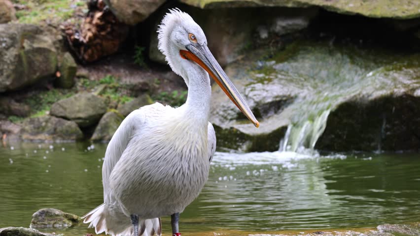 Large pelican with a characteristic beak