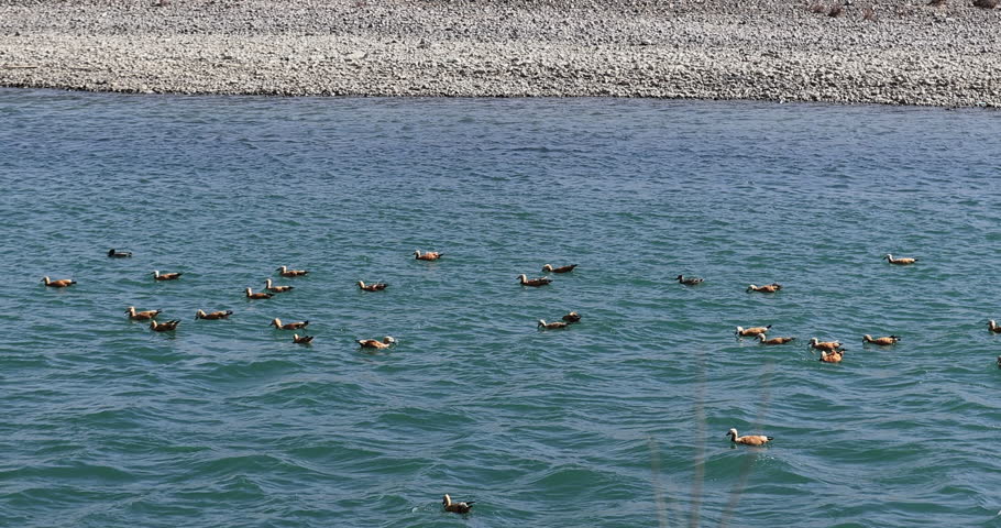Ruddy Shell Ducks swimming and fishing on the river in Lhasa,Tibet, China