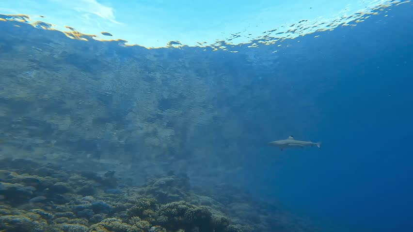 A blacktip reef shark (Carcharhinus melanopterus) swims gracefully under the calm surface of a tropical reef. The clear blue water enhances the serene underwater scene.
