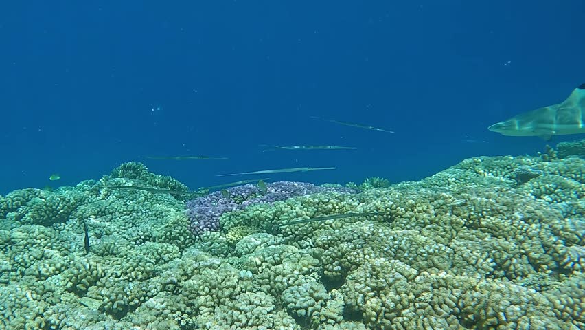 A blacktip reef shark (Carcharhinus melanopterus) glides over a vibrant coral reef in clear tropical waters. The shark’s distinctive black-tipped dorsal fin contrasts against the deep blue ocean.