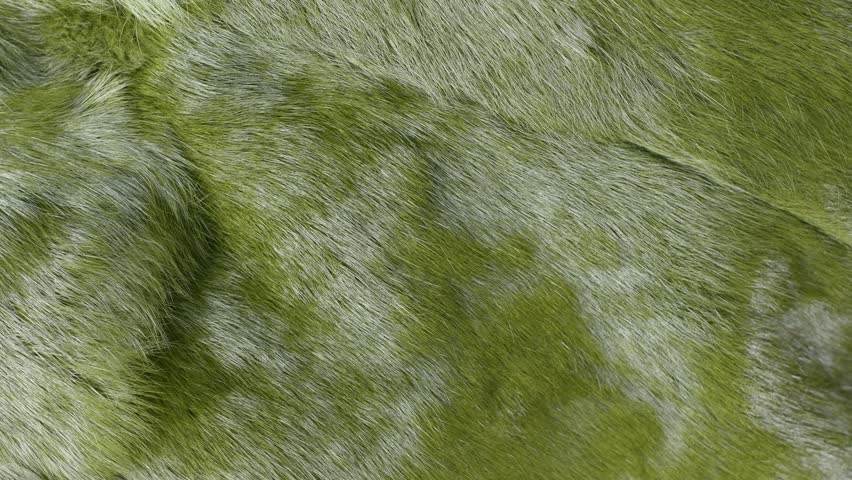 Green fur displaying rich, intricate textures and subtle color gradations, revealing natural patterns with deep visual complexity and sensory depth
