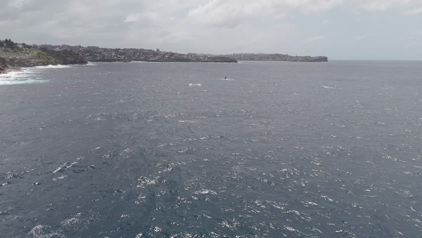 Stunning drone footage captures two humpback whales near Sydney’s eastern shore, approaching from afar as they flap tails and breach the ocean surface in a breathtaking marine wildlife spectacle.