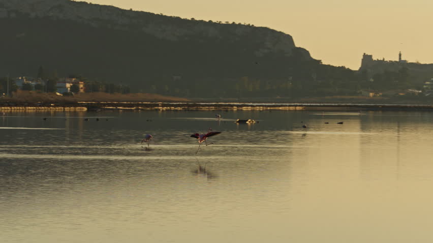 Flamingos in Cagliari, Italy Sardegna