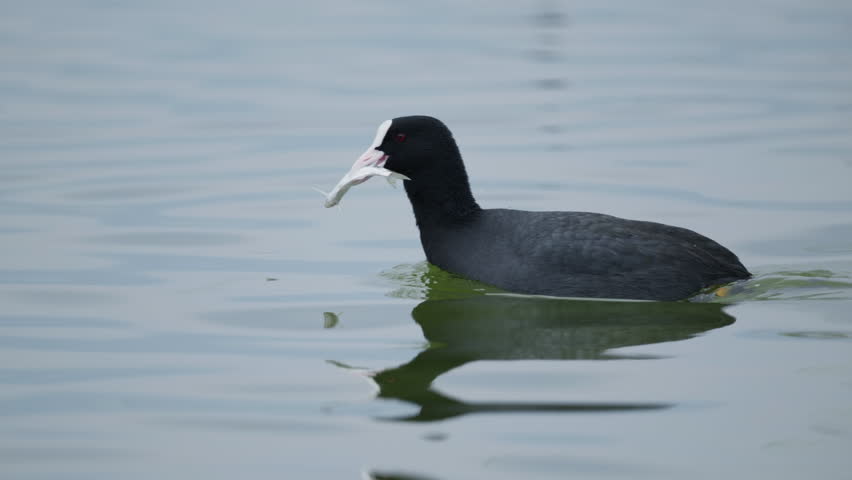 Eurasian Coot Holding Prey Fish in Slow Motion Lake Kerkini Greece close up