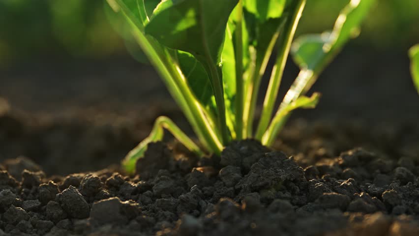 Sugar beet root crop in the ground, low angle view, 4K with selective focus