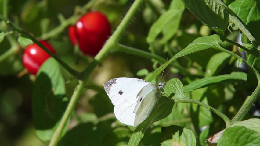 Pieris rapae the small cabbage white butterfly on a tomato plant