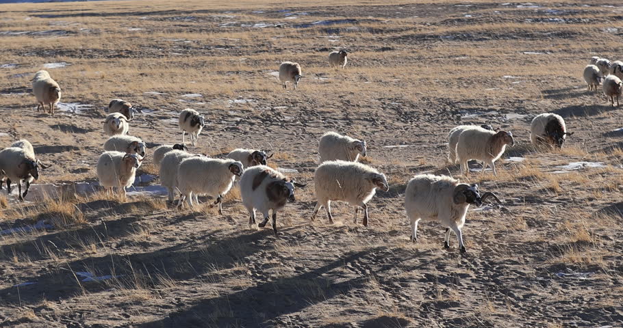 Sheep pasture in Tibet China
