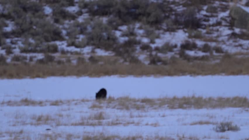 Wild gray wolf wandering around the winter landscape of Yellowstone National Park looking for food