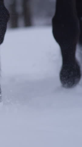 SLOW MOTION, CLOSE UP, DOF: Beautiful horse walking through white snowy blanket in winter wonderland. Strong dark bay stallion stepping into soft snow. Small snowflakes accumulating on hooves and hair