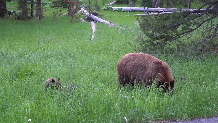 Little American Black Bear cub standing up to scan its surroundings