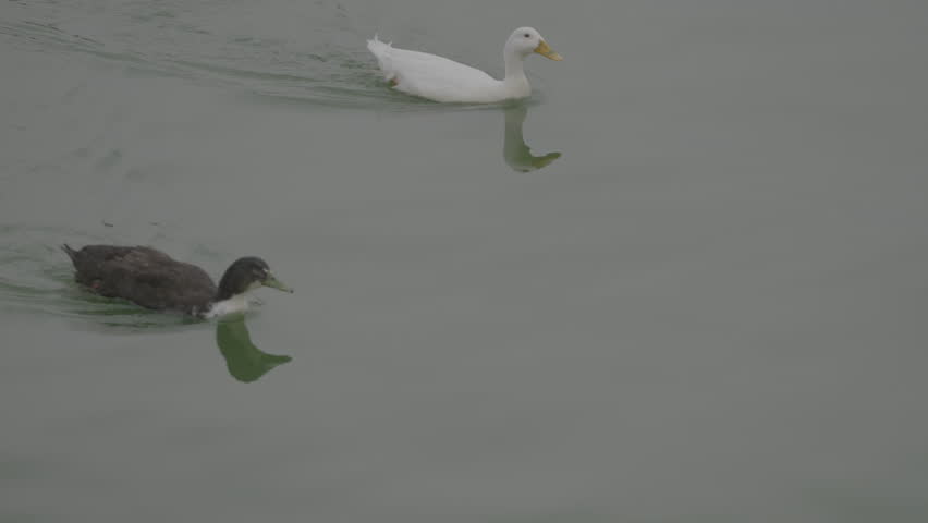 Footage of ducks swimming in the lake
