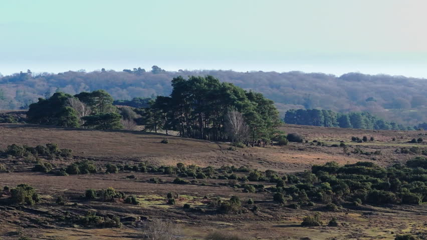 Telephoto aerial shot of woodland Copse in the New Forest