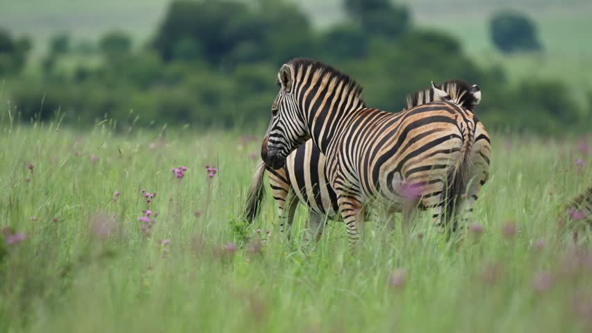 A group of zebras standing closely in an open field, gently caressing each other while feeding. A heartwarming display of social bonding and affection in their natural savanna habitat.