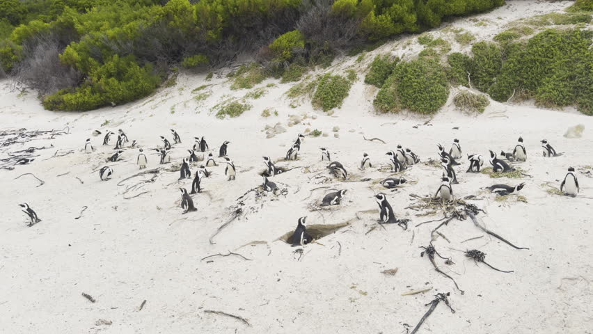 African penguins gather on the sandy shore of Boulders Beach, South Africa
