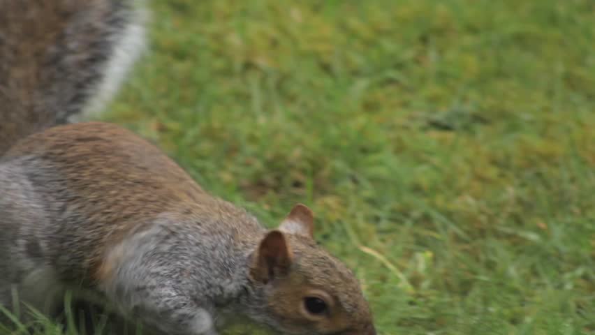 Grey Squirrel Close Up Slow Motion Finding Almond In Garden Then Jumps Away Daytime Borehamwood Hertfordshire UK