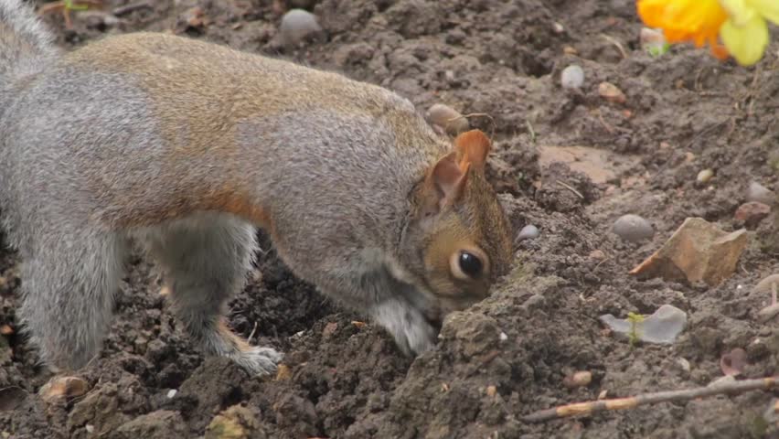Grey Squirrel Slow Motion Close Up Burying Food Nut In Mud Soil In Garden Flowerbed Daytime Borehamwood Hertfordshire UK