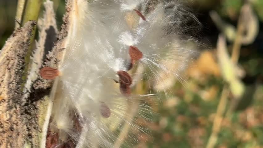 Milkweed (Asclepias syriaca) seeds dispersing from pods in late fall
