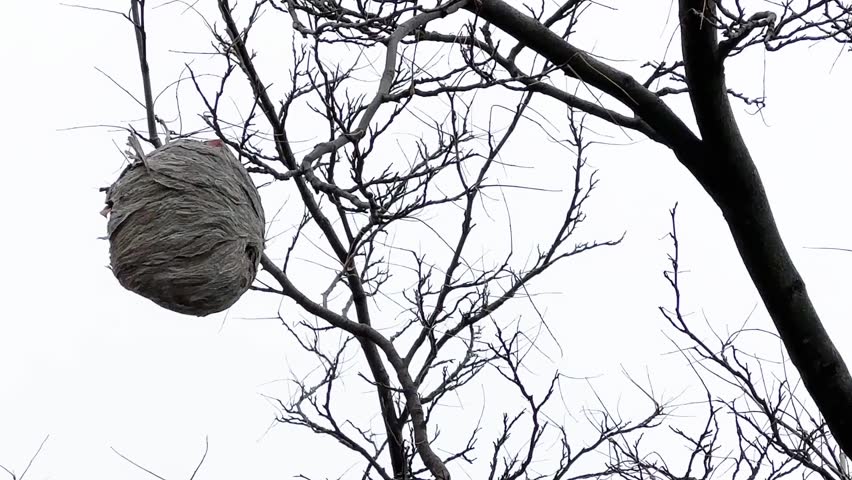 Wasp's nest on tree branch in winter on sunny day	against blue sky
