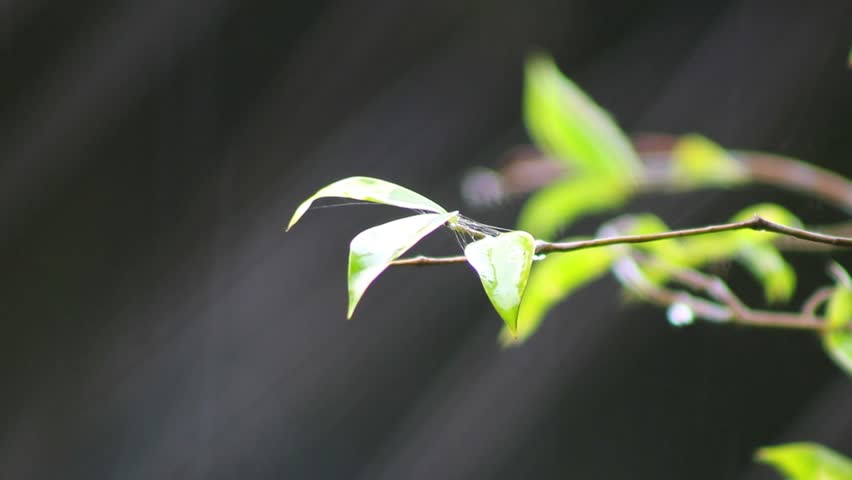 cool and life-giving rain fell to wet us