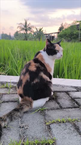 A three-colored tabby cat, with orange, black, and white fur, is sitting on a grassy patch, during the late afternoon. The sky is painted in warm shades of orange as the sun sets
