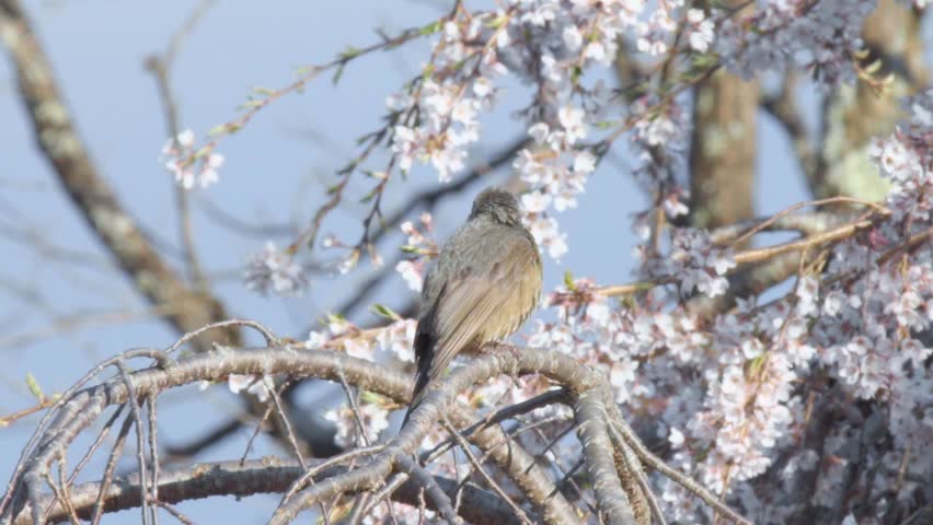 Bird Taking Flight from a Blooming Cherry Tree