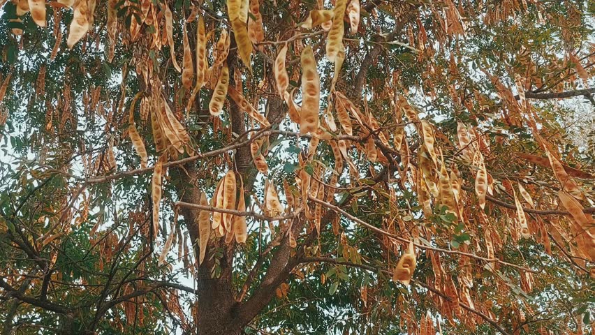 Albizia Lebbeck or Siris tree  with dry seed pods hanging on the branches
