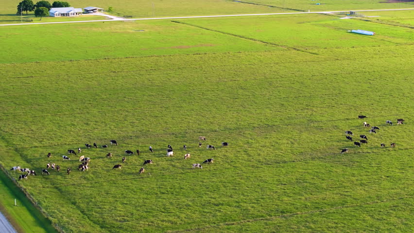 Herd of dairy cattle grazing in pasture field near small farmhouse. Milk cows on green farm grassland in Florida