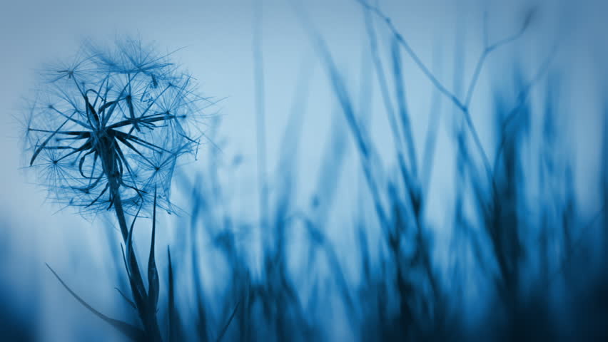 Evening. Dandelion is shaking in the wind. Herbal background without focus