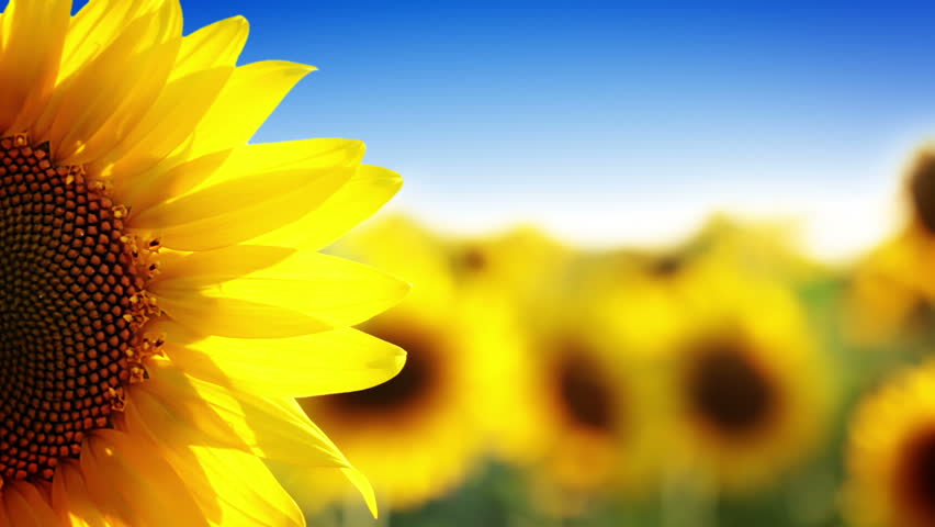 Summer. A field of sunflowers. A light breeze. One beautiful flower In the