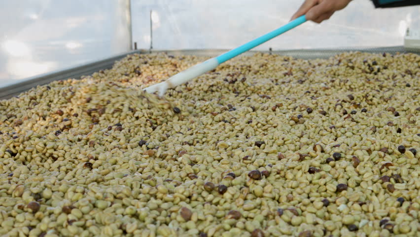 drying coffee beans in solar dryer, comparing dried beans and dried coffee cherries