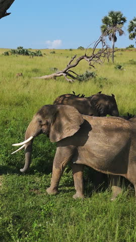 Portrait drone shot circling a group of Elephants walking on savanna in Africa