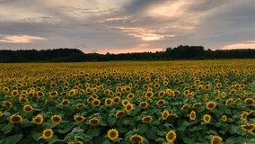 Beautiful sunset over sunflowers field - Powered by Shutterstock - Get 15% off with code: PIKWIZARD15