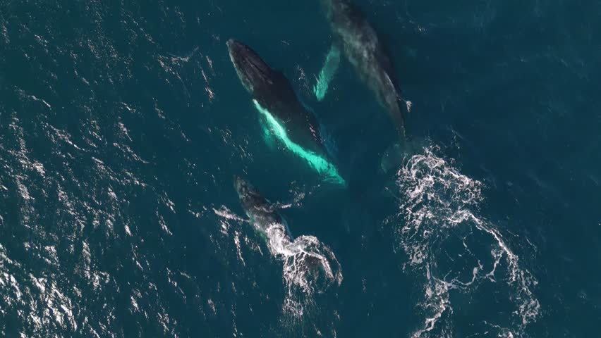 Aerial drone footage of two humpback whales and a calf gracefully swimming through the vibrant blue waters of the Pacific Ocean, showcasing the beauty of marine life in motion.