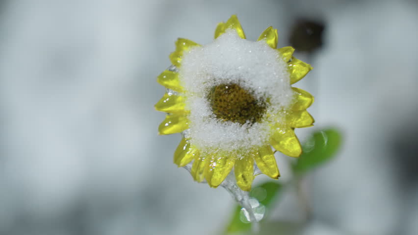 Close-up of snow-covered sunflower with thick snow blanketing its yellow petals and frozen droplets, capturing winter nature